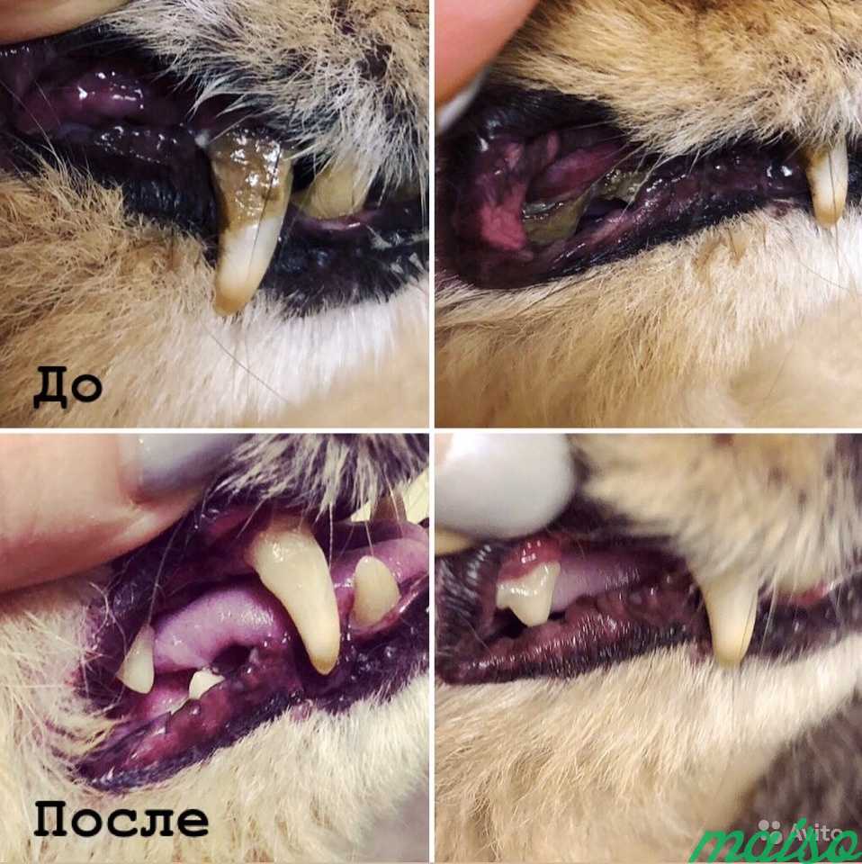 Ультразвуковая чистка зубов собакам без наркоза в Москве. Фото 2