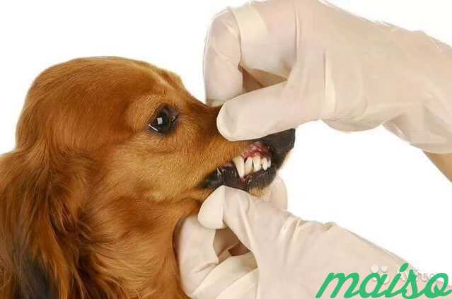 Чистка зубов ультразвуком. Стрижка кошек и собак в Москве. Фото 1