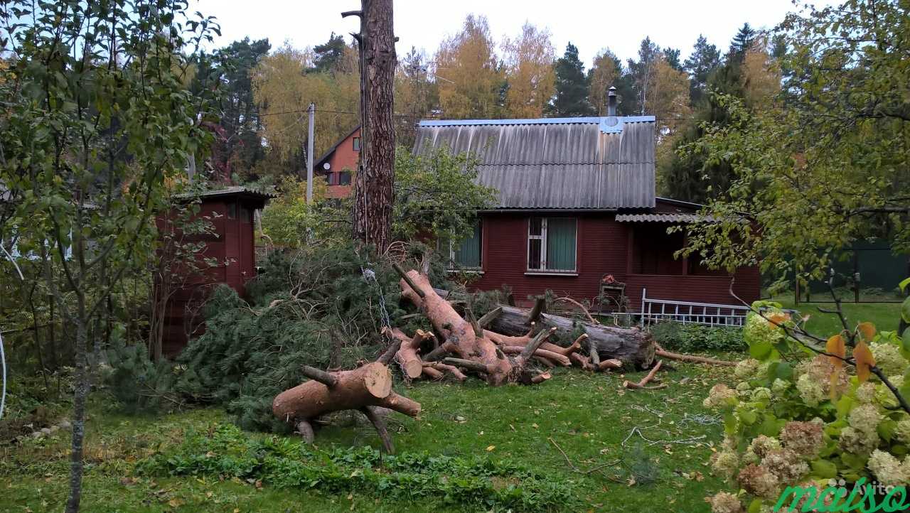 Удалить спилить дерево, обрезка, дрова Снег с крыш в Москве. Фото 3
