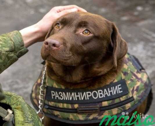 Дрессировка собак на пвв и пнв в Москве. Фото 1