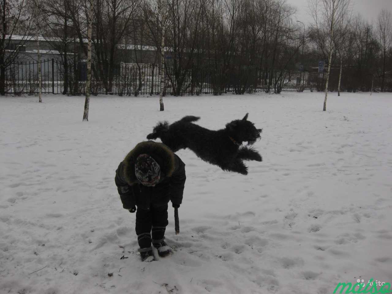 Выгул собак в Москве. Фото 3