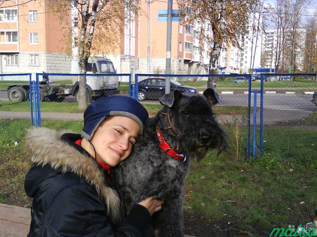 Выгул собак в Москве. Фото 5