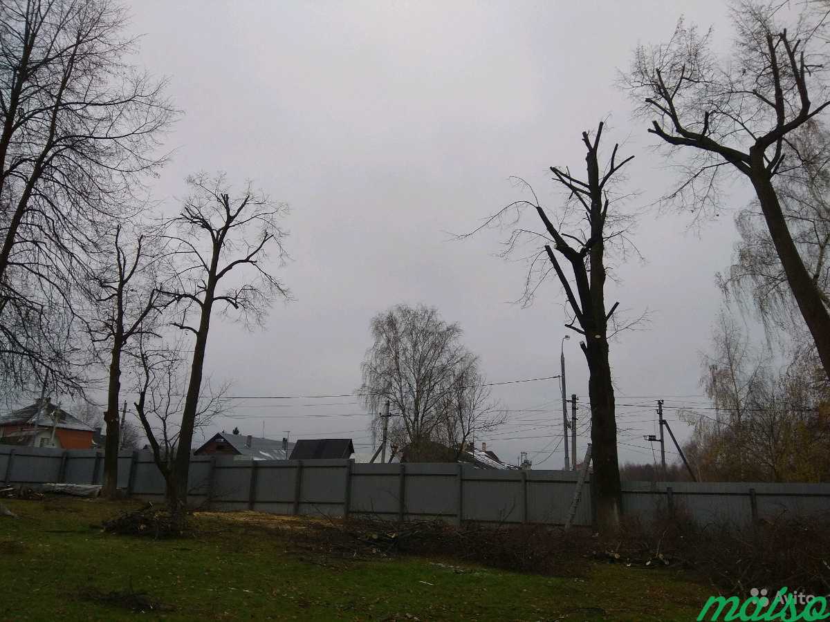 Вырубка спил деревьев в Москве. Фото 1