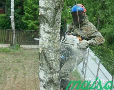 Спилить Удалить Срубить дерево в Москве аккуратно в Москве. Фото 3