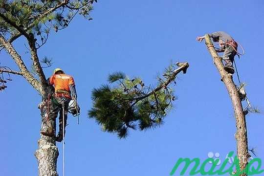 Удаление аварийных деревьев в Москве и М. О в Москве. Фото 6
