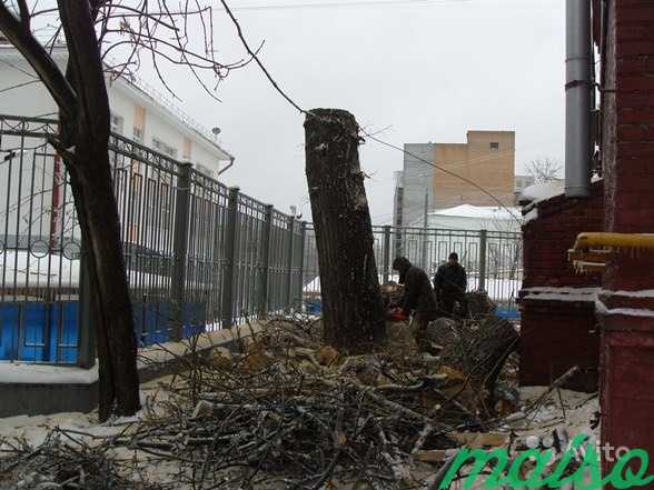 Удаление аварийных деревьев в Москве и М. О в Москве. Фото 2