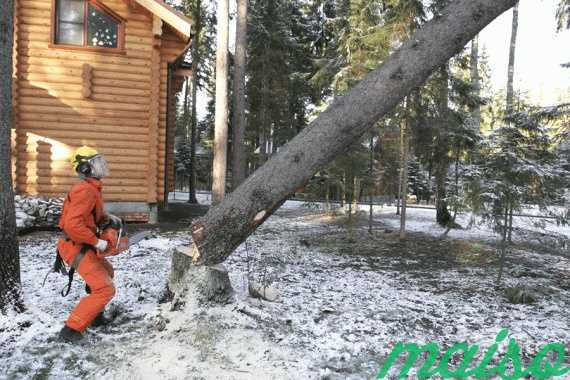 Удаление аварийных деревьев в Москве и М. О в Москве. Фото 5