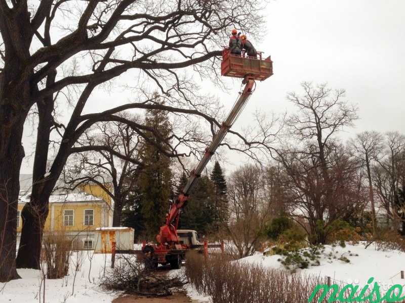 Удаление аварийных деревьев в Москве и М. О в Москве. Фото 1