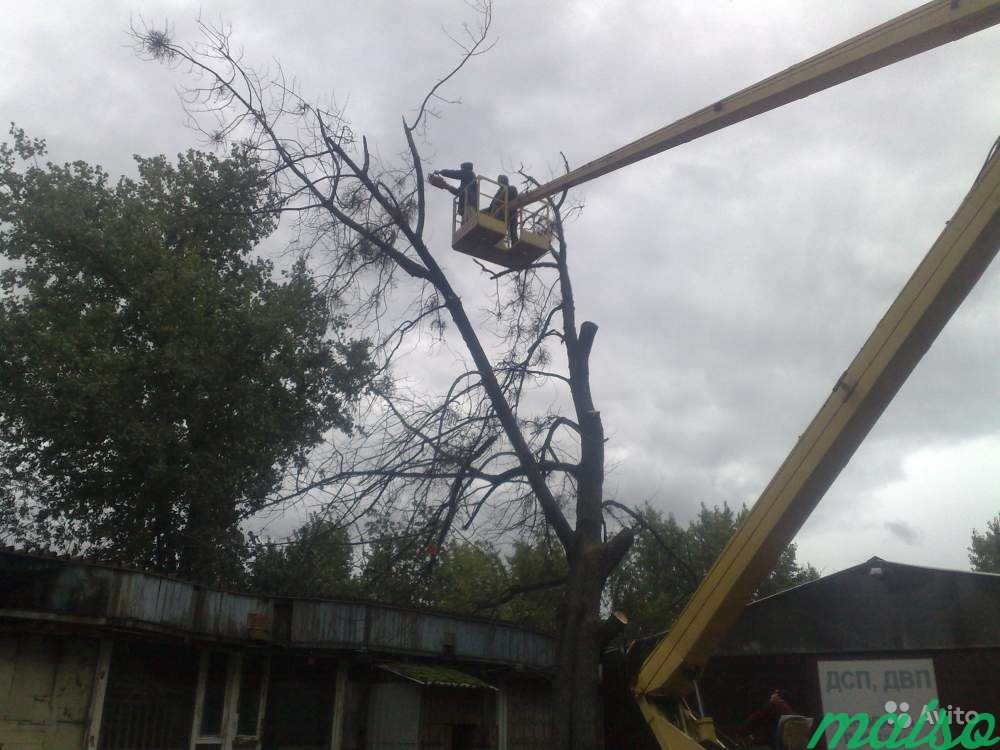 Удаление аварийных деревьев в Москве и М. О в Москве. Фото 4