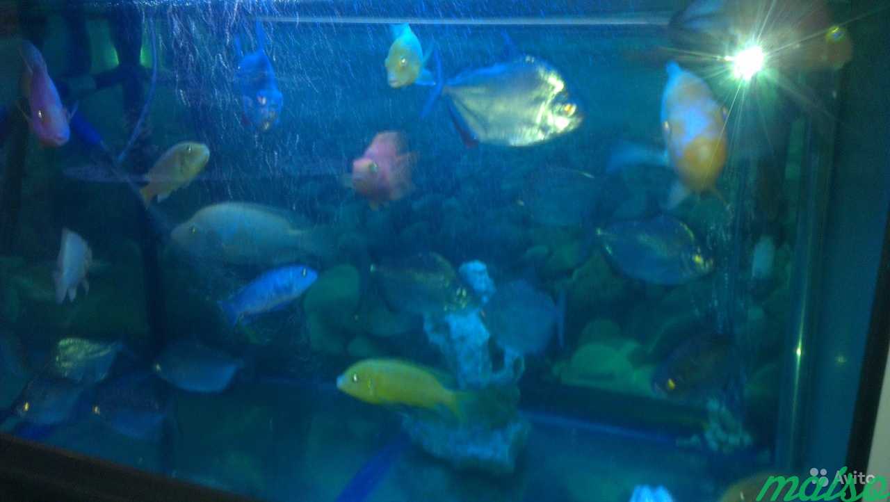 Обслуживание аквариумов в Москве. Фото 2