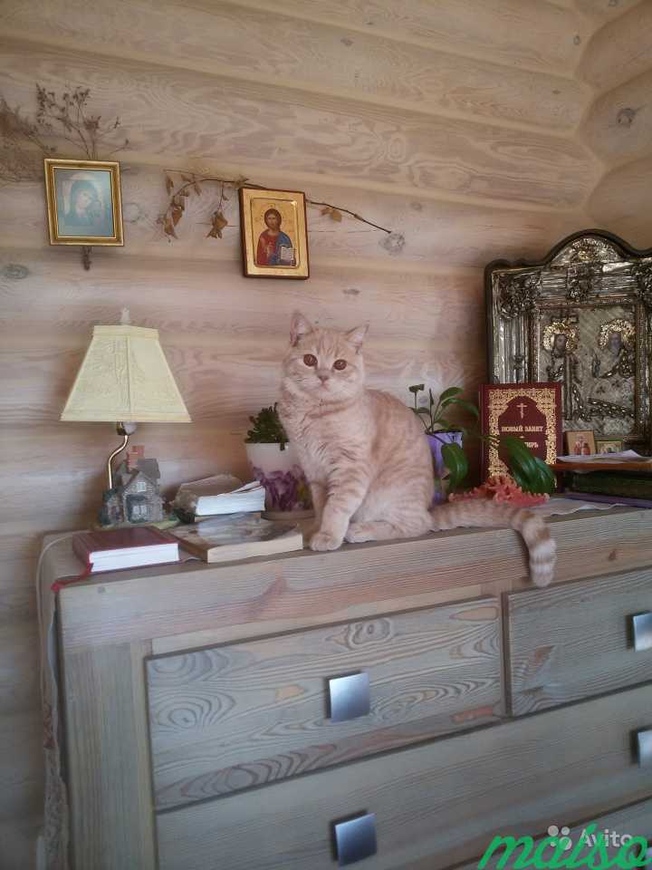 Предлагаю Передержку кошек на дому в Москве. Фото 1
