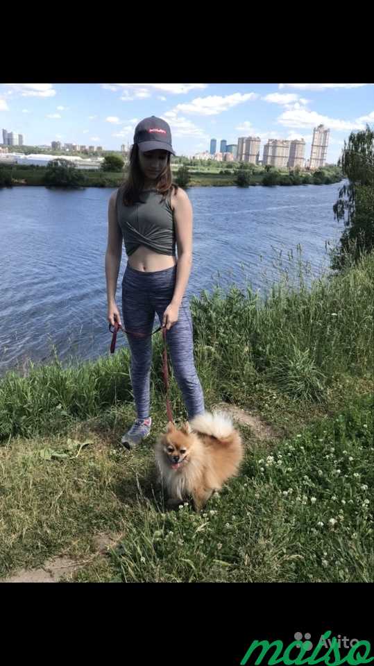 Выгул собак (район Строгино) в Москве. Фото 4