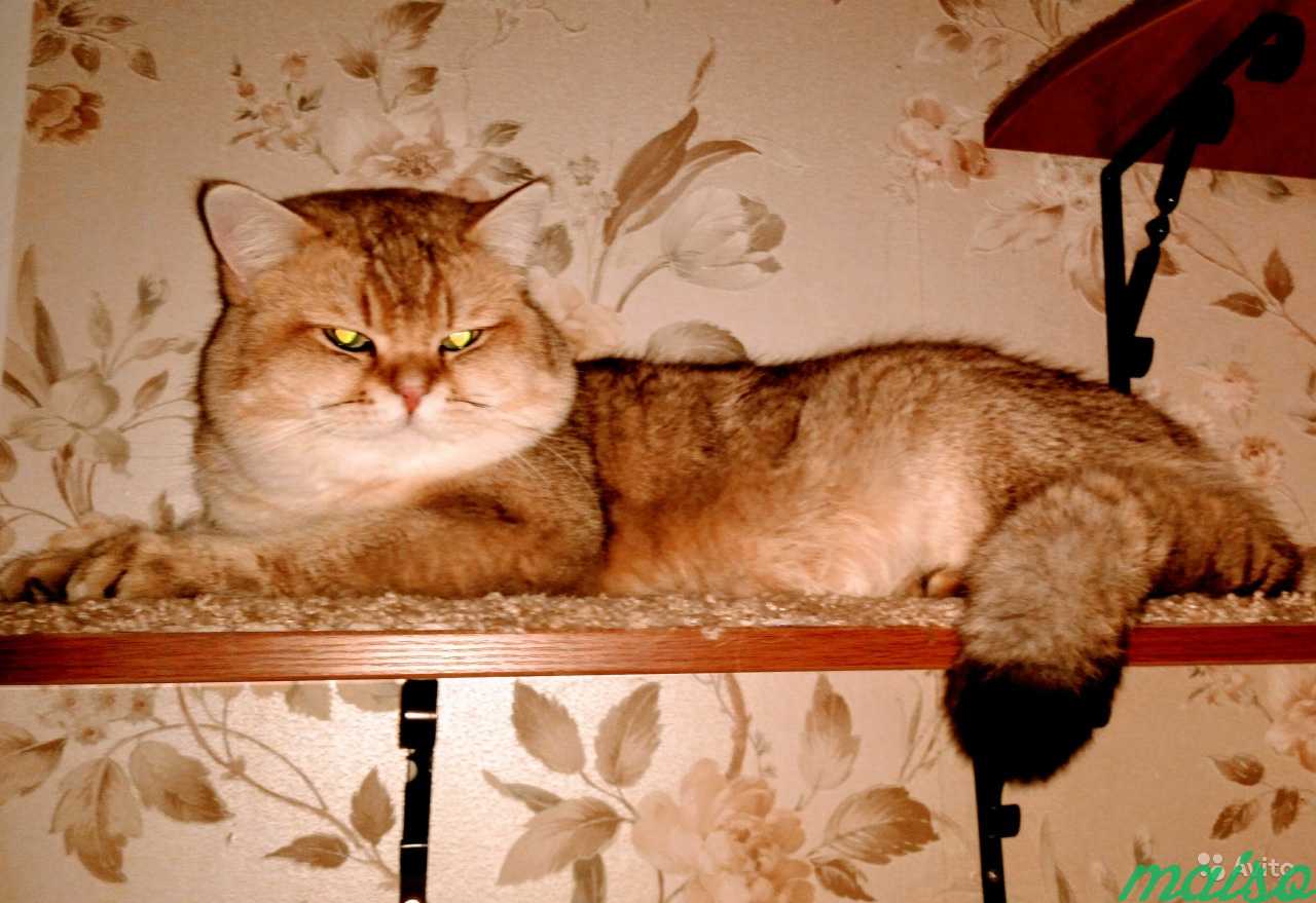 Вязка С золотым британским котэ в Москве. Фото 1