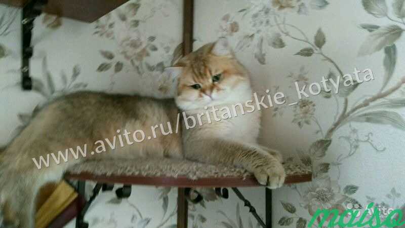 Вязка С золотым британским котэ в Москве. Фото 10