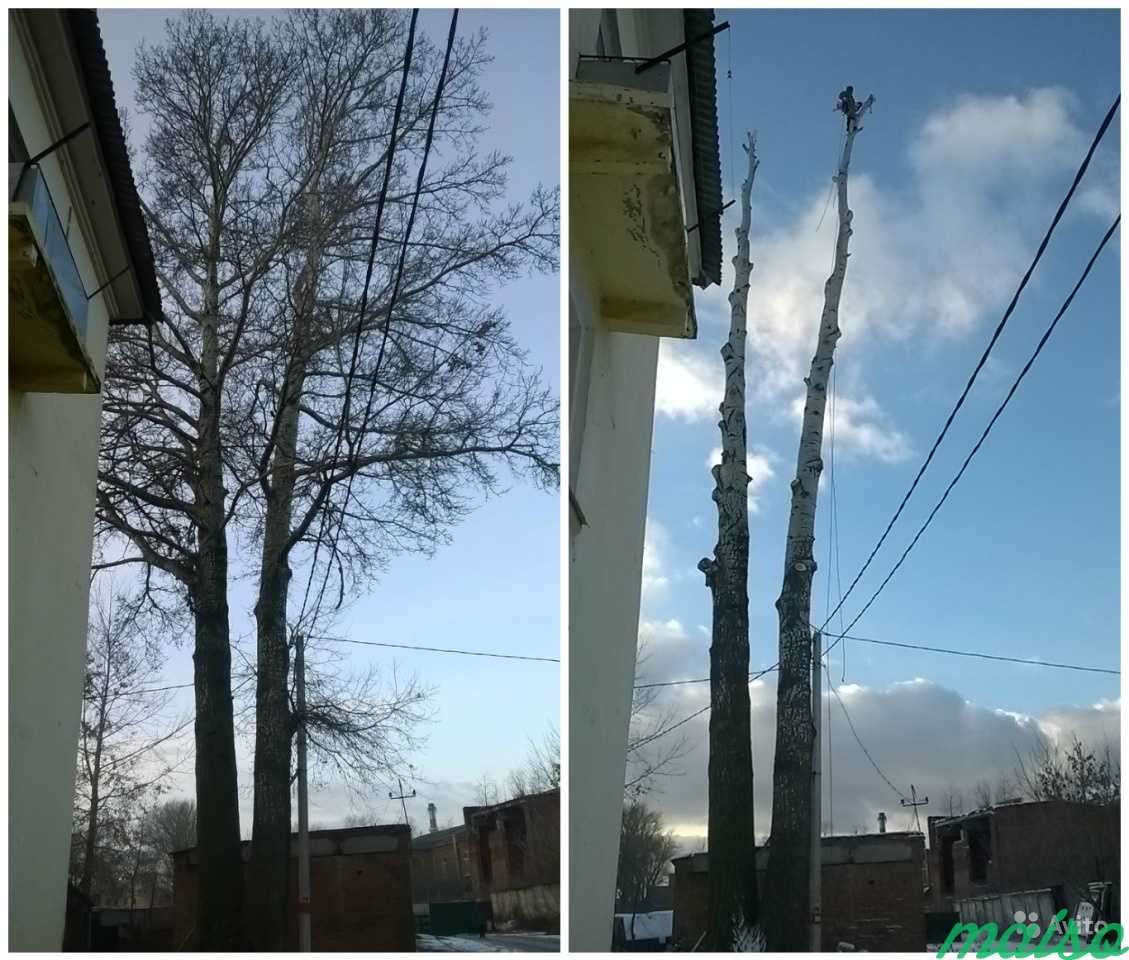Обрезка деревьев в московской области. Кронирование деревьев до и после. Спил деревьев Домодедово. Деревья кронируют. Обрезали деревья в Москве.