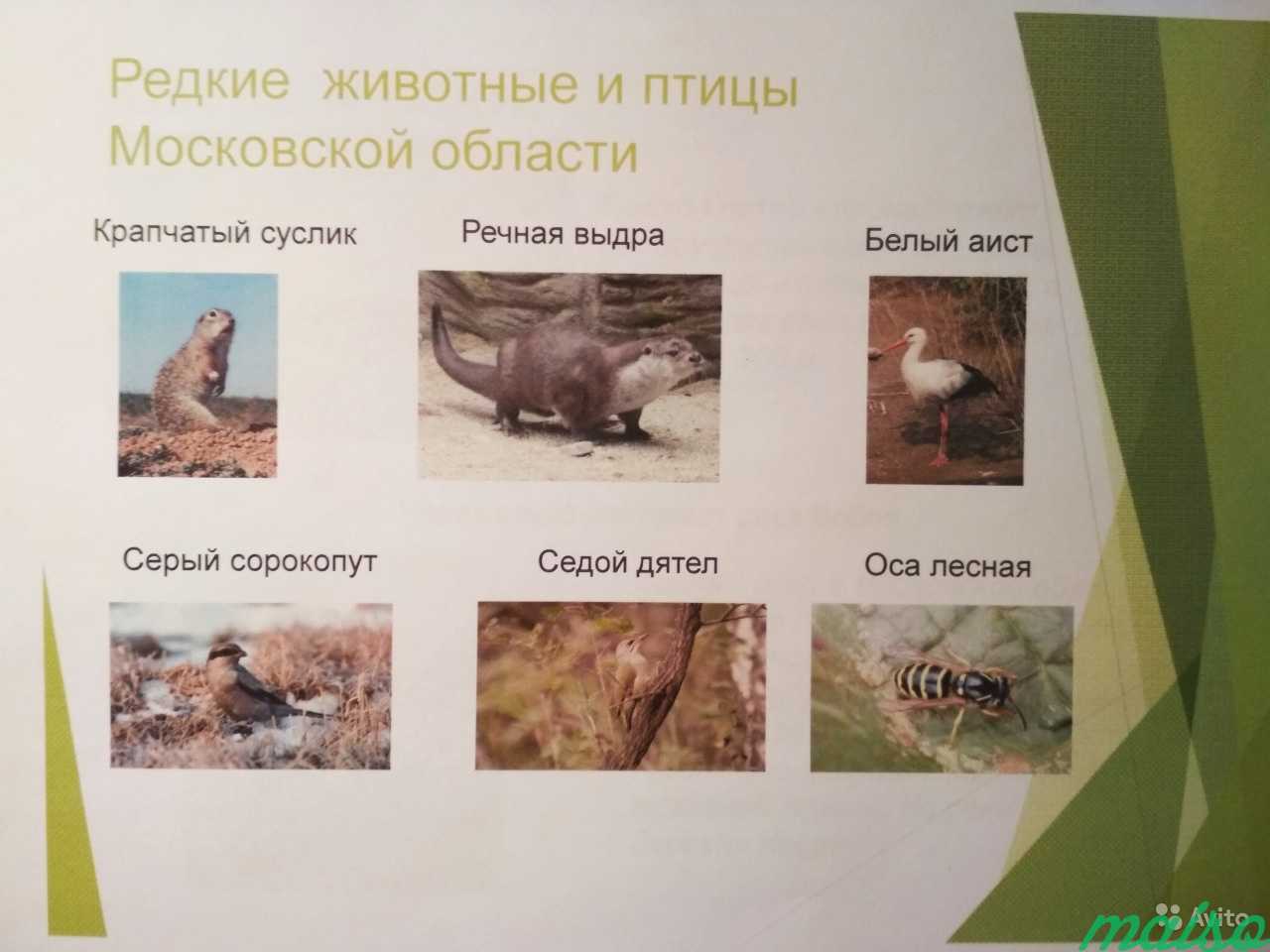 Презентациии и проекты школьникам 1-8 класс в Москве. Фото 5