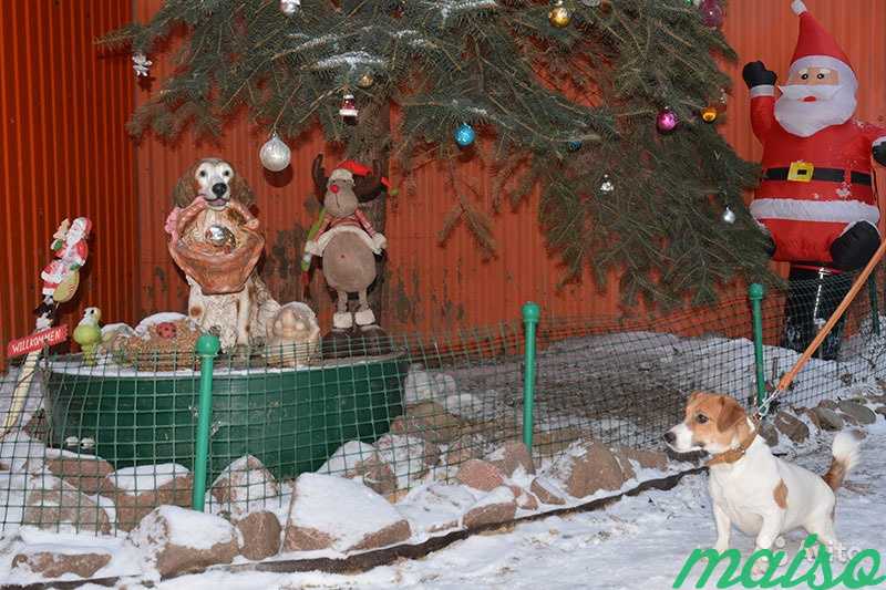 Зоогостиница-передержка домашних животных в Москве в Москве. Фото 2