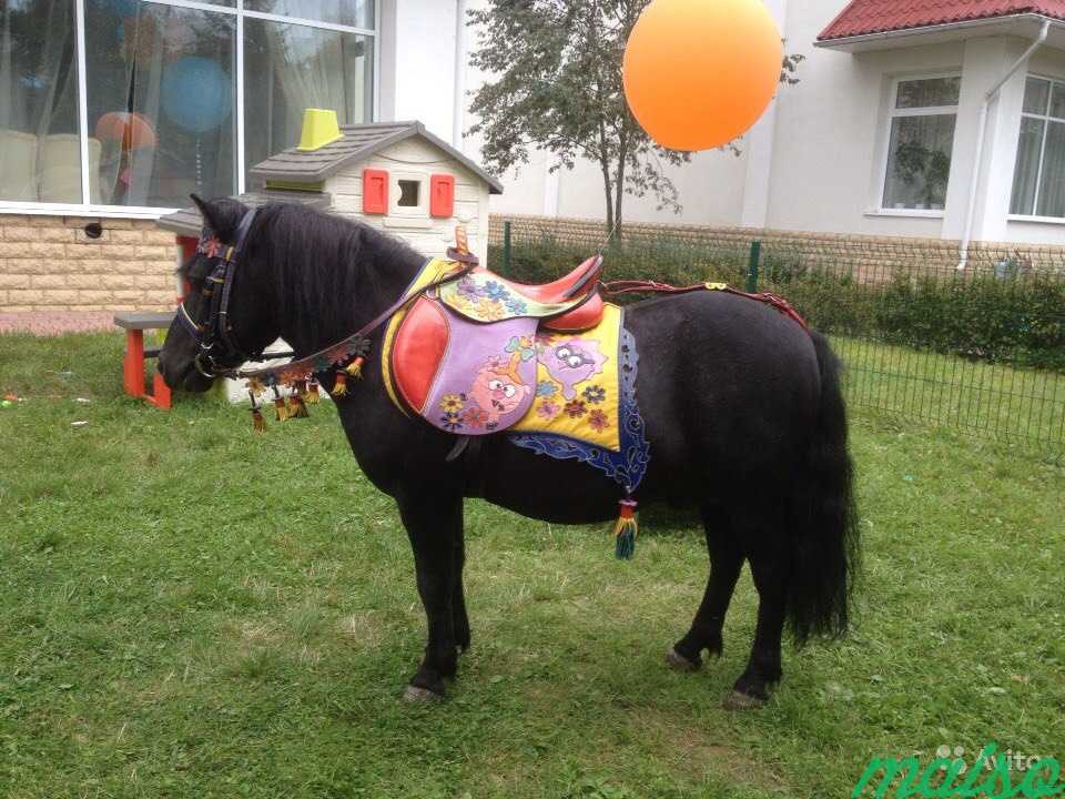 Пони на детский праздник в Москве. Фото 3