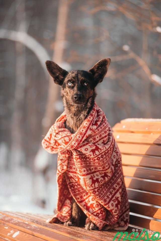 Собака в аренду для съемок и фотосессий в Москве. Фото 2