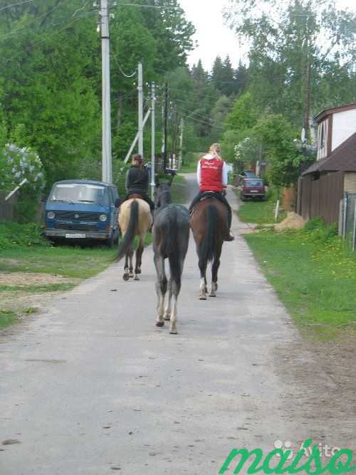 Прогулки на лошадях экотуризм в Москве. Фото 1