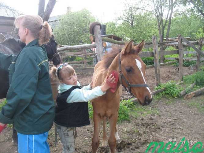 Прогулки на лошадях экотуризм в Москве. Фото 2