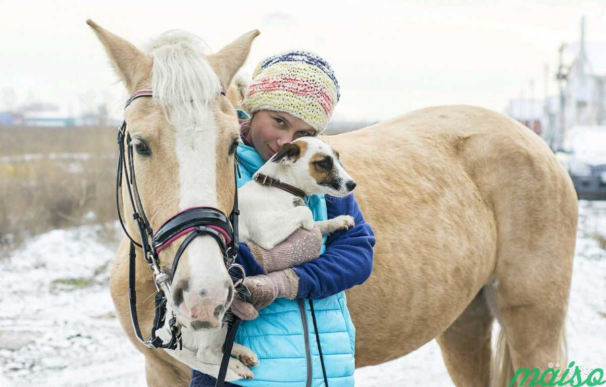 Конный фотограф в Москве. Фото 4