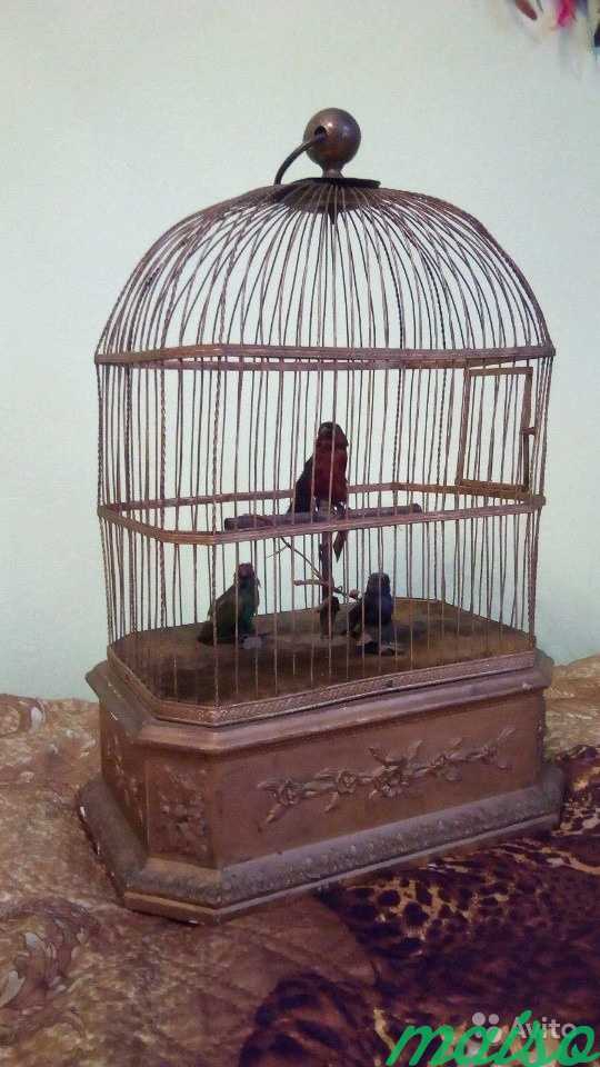 Реставрация старинных чучел птиц в Москве. Фото 4