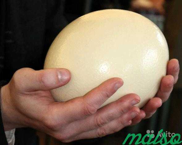 Яйцо страуса (пищевое) - оригинальный подарок в Москве. Фото 3