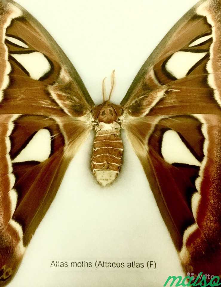 Бабочка Attacus atlas или Павлиноглазка в рамке в Москве. Фото 2
