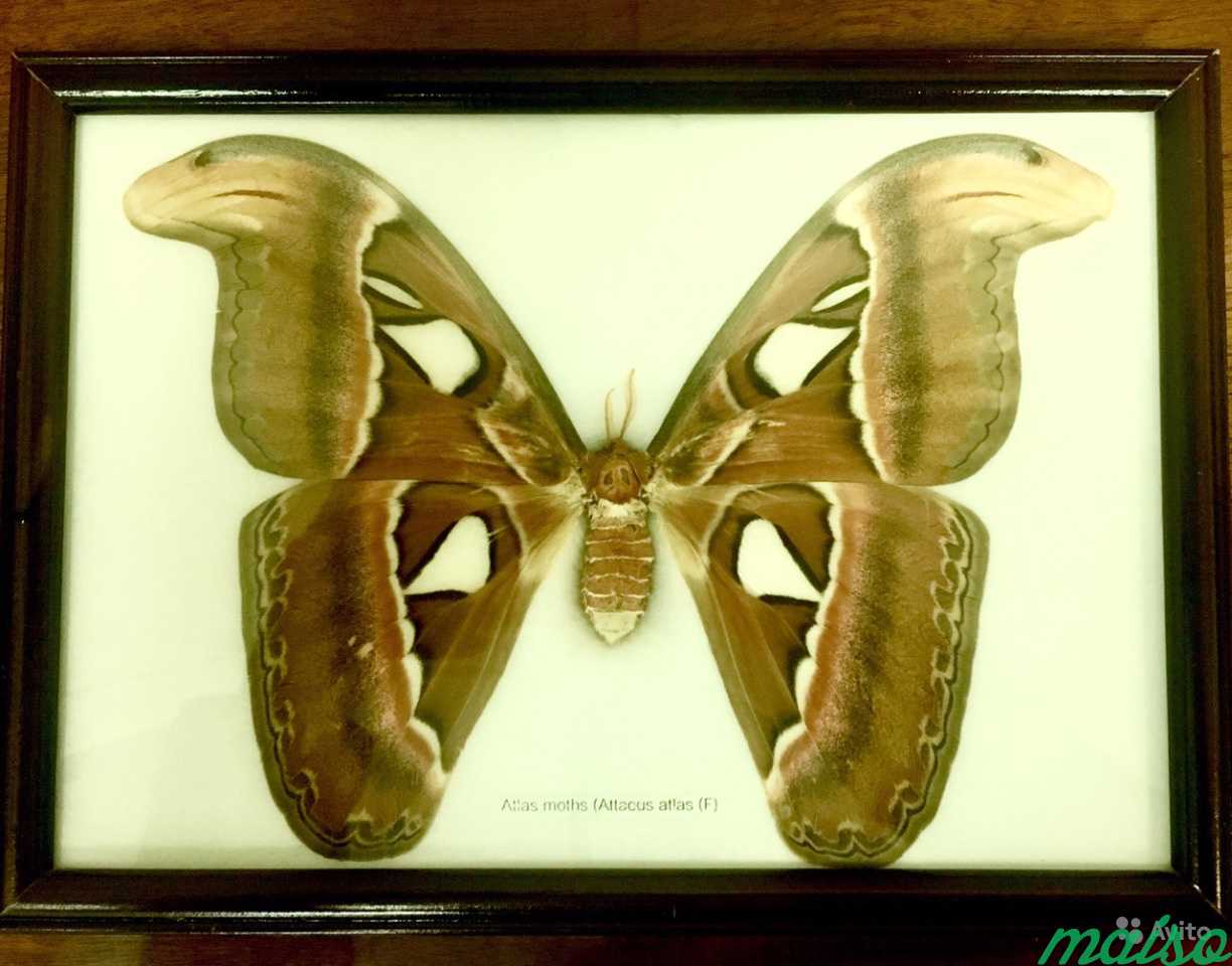 Бабочка Attacus atlas или Павлиноглазка в рамке в Москве. Фото 1