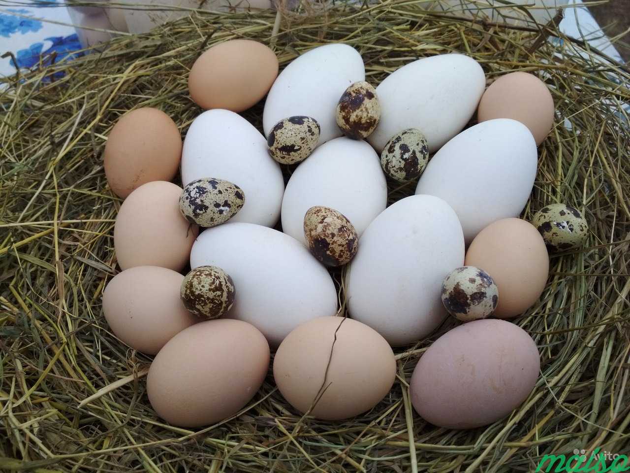Гусиные яйца едят. Гусиные яйца. Яйцо перепелиное. Перепелка яйца. Яйца гусиное куриное перепелиное.