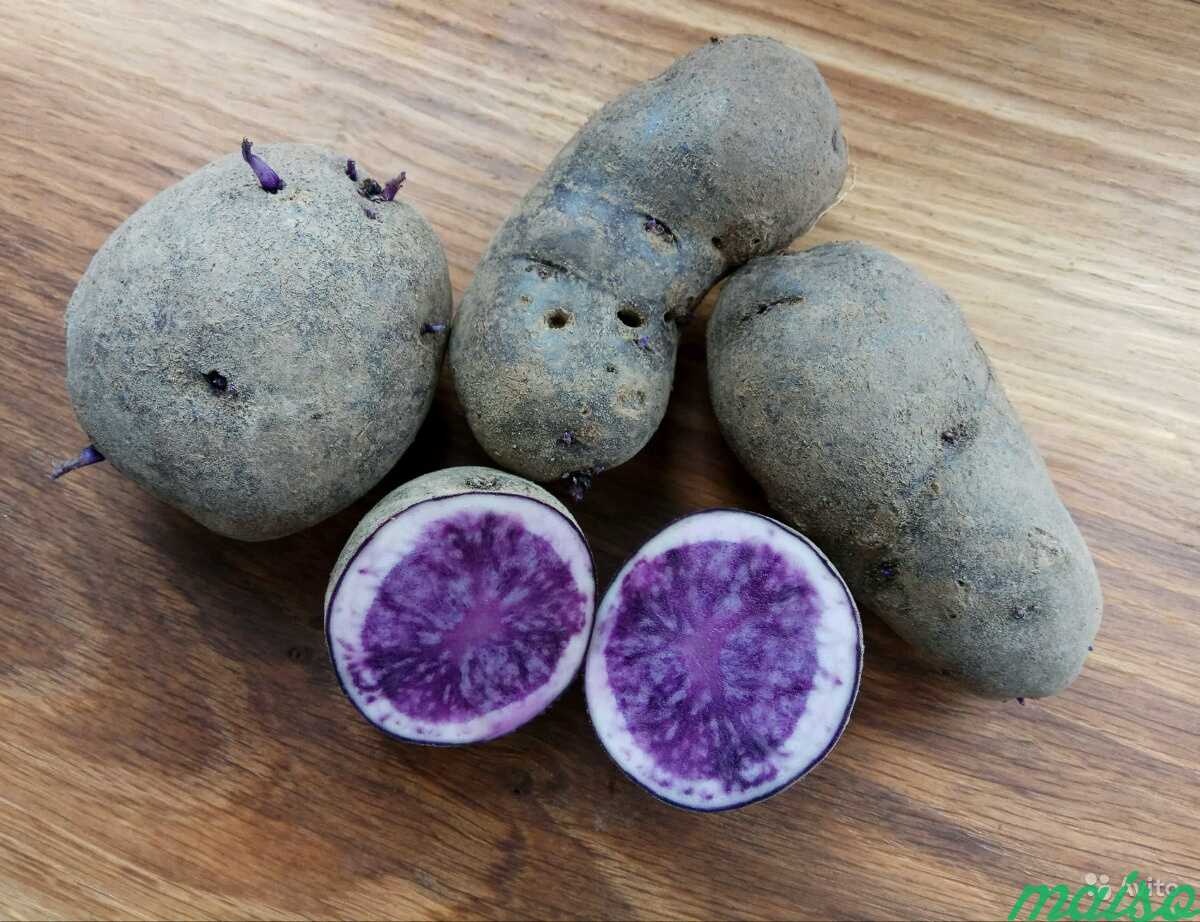 сорт картофеля фиолетовый характеристика отзывы фото