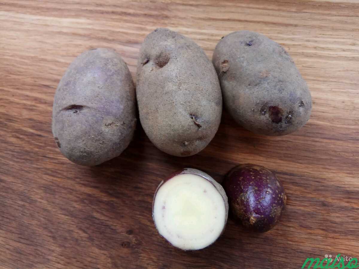 Картофель семенной фиолетовый суперэлита