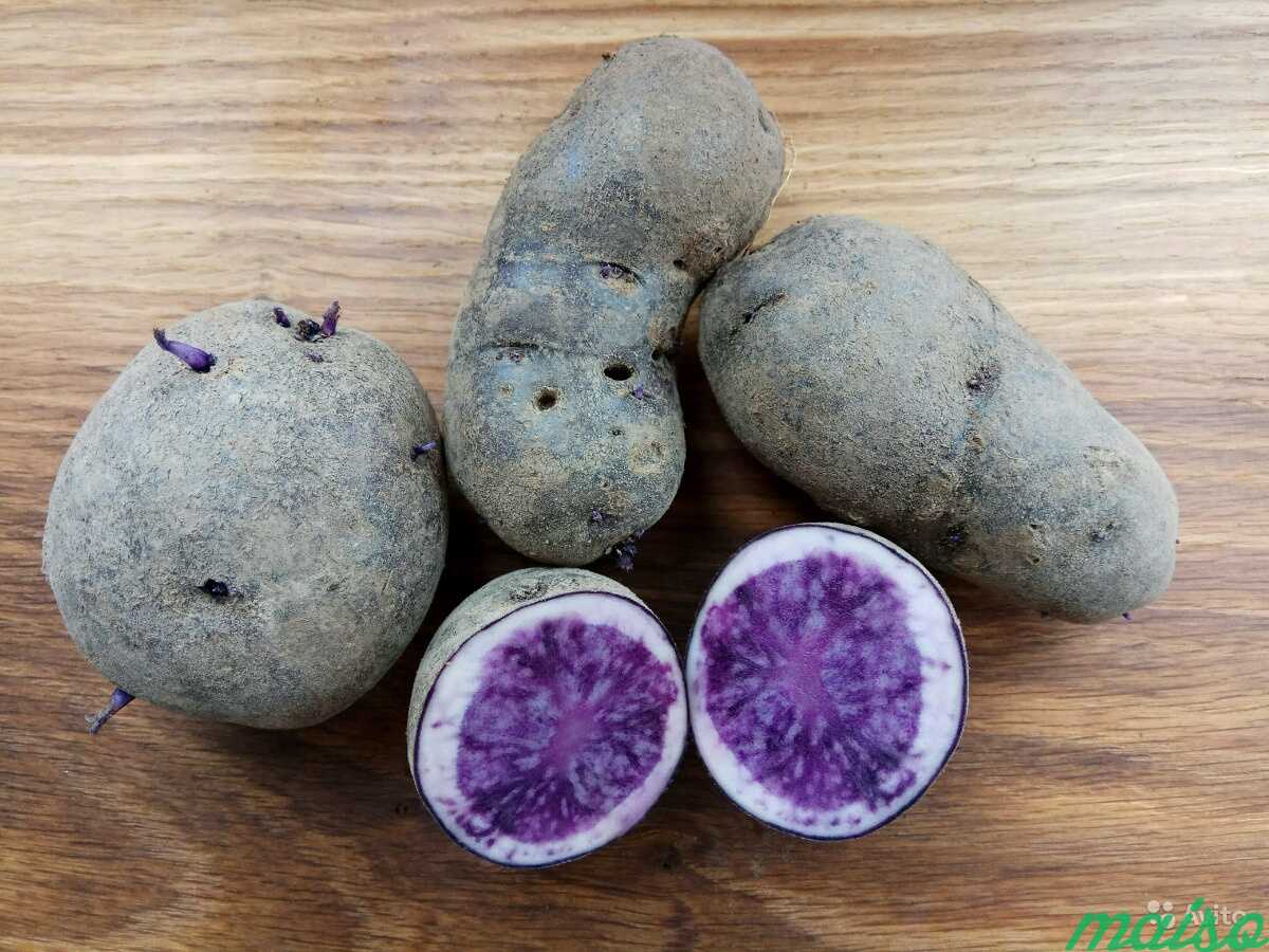 Картофель фиолетовый (суперэлита/фиолетовая мякоть) 10шт