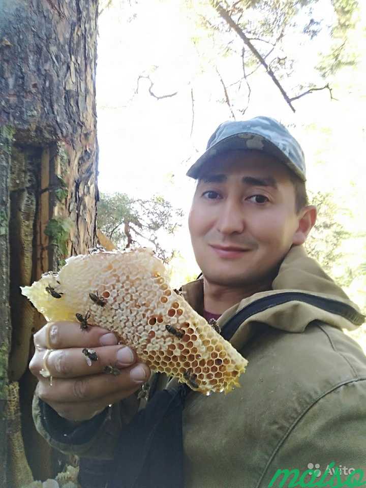 Бортевой мед от бортевика в Москве. Фото 10