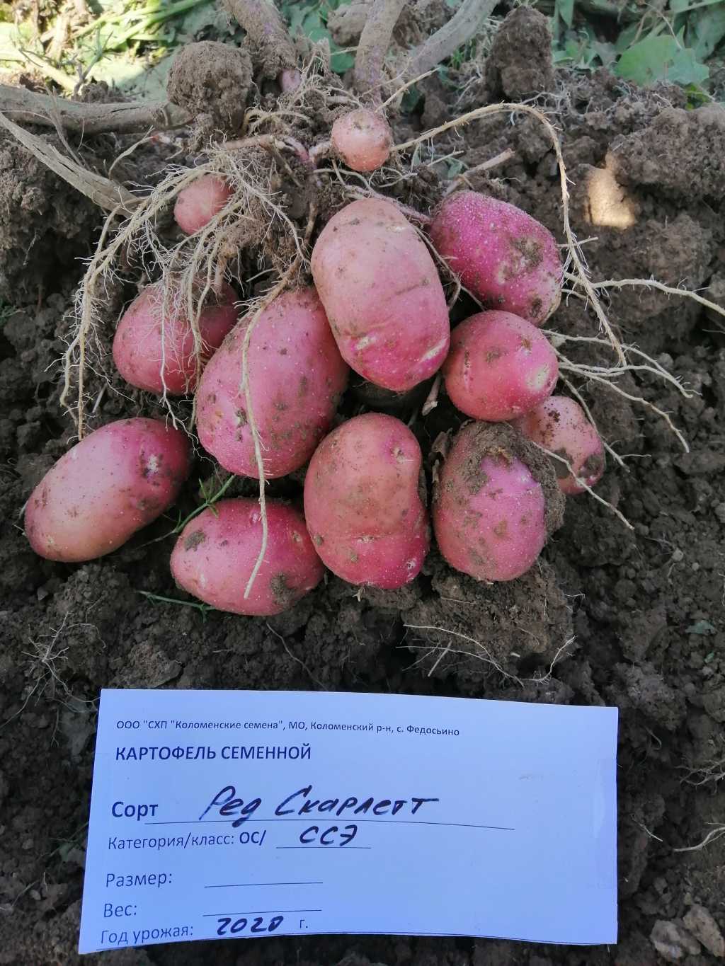 Элитный семенной картофель в Коломне. Фото 1
