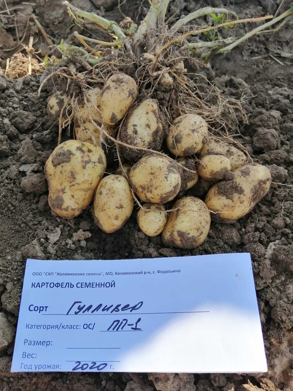 Элитный семенной картофель в Коломне. Фото 2