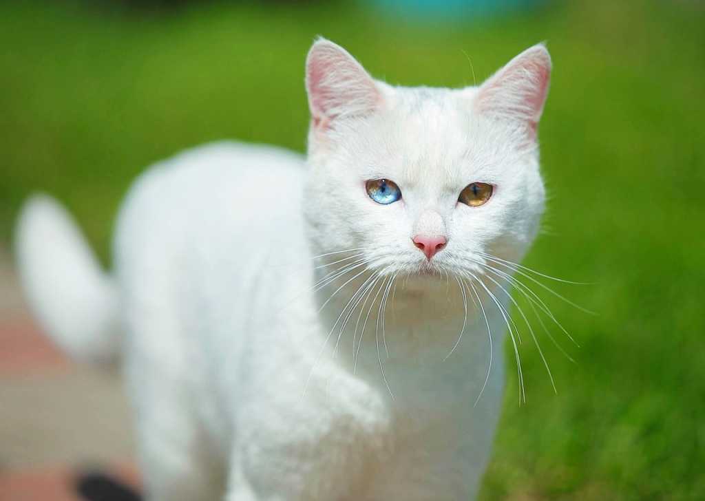 белый шикарный кот ищет дом в Обнинске. Фото 2